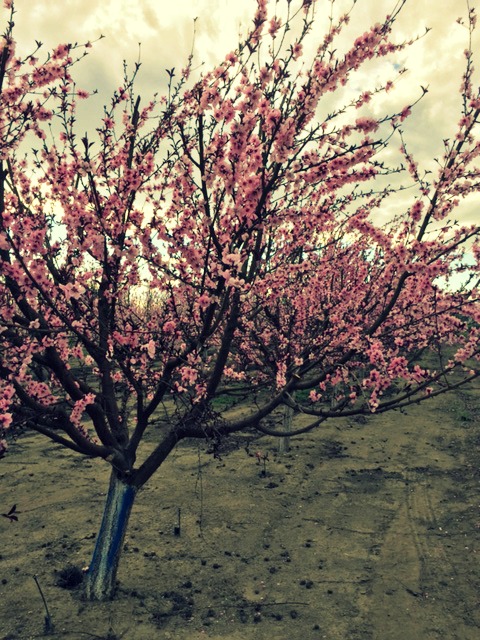 pain blooms